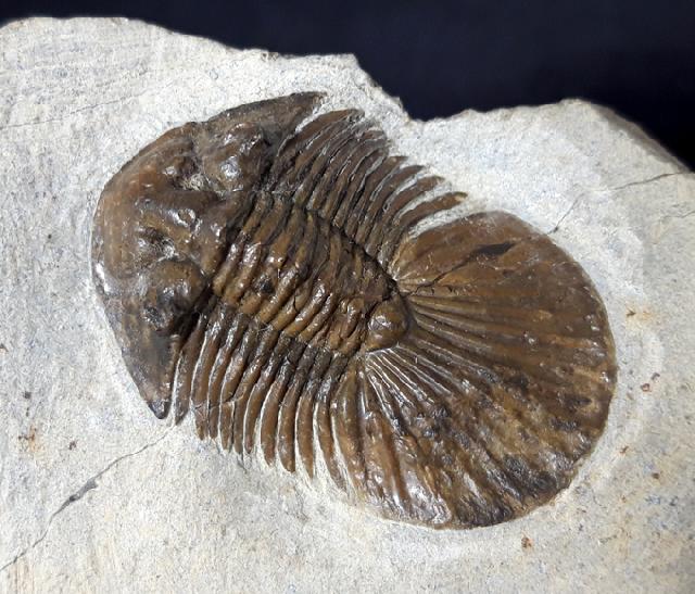 Scabriscutellum hammadi CHATTERTON et al. 2006 - Bild &copy; FossNet FossilienStore